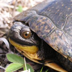 Blandings turtle