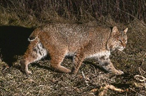 Bobcat