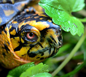 Box Turtle