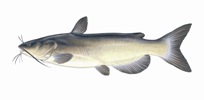 Channel Catfish