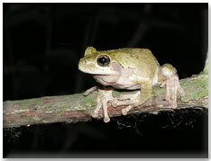 Cope's Gray Treefrog