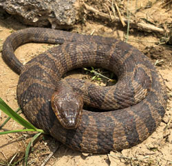 Common Watersnake