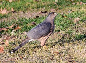 Cooper's Hawk (Accipiter cooperii)/ Photo taken by Mary Adams Bellegante 