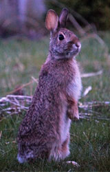 Cottontail Rabbit