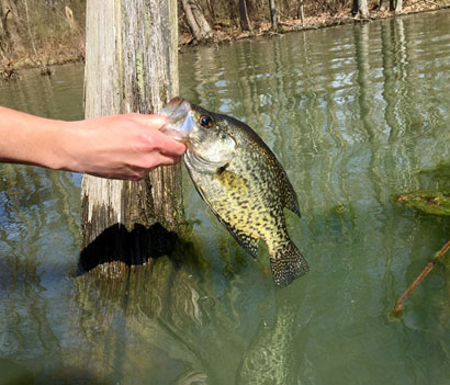 Photo of Crappie