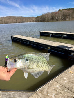 Photo of Crappie