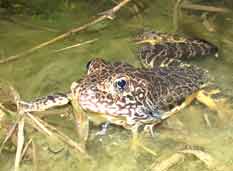 Crawfish Frog