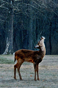 deer in woods sniffing air