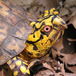 Eastern box turtle