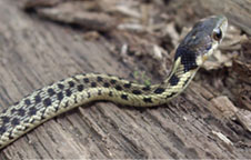 Common gartersnake