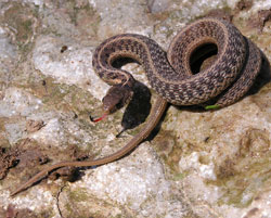 Common gartersnake