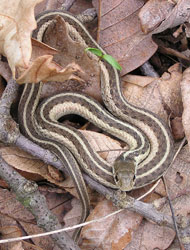 Common Gartersnake