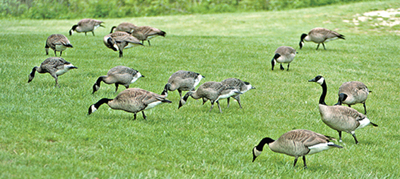 Canada gees on lawn