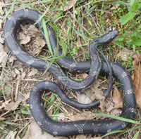 Gray Ratsnake