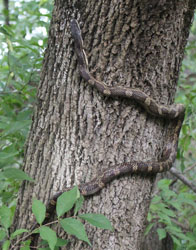 Gray ratsnake