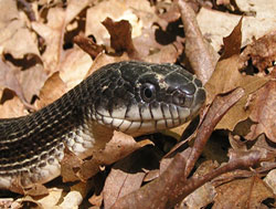 gray ratsnake