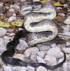 Gray Ratsnake