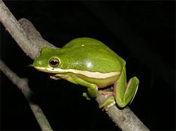 Green treefrog