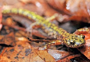 green salamander