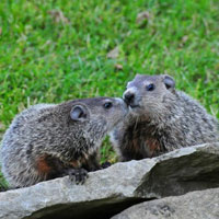 groundhogs