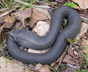 Eastern Hog-nosed Snake