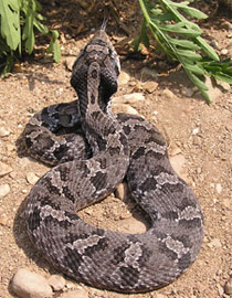 Eastern Hog-nosed snake