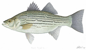 Hybrid Striped Bass