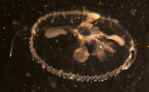 freshwater jellyfish