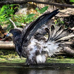 Juvenile bald eagle