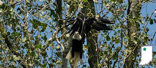 Bald eagle taking off from tree