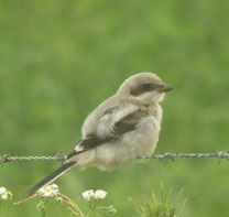 loggerhead shrike