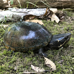 Musk turtle