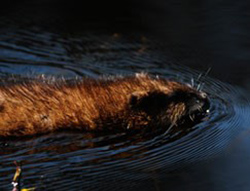 Muskrat swiming