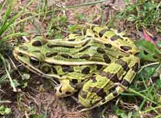 Northern Leopard Frog