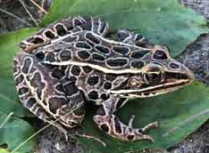 Northern Leopard Frog