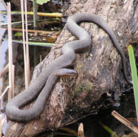 Northern Watersnake