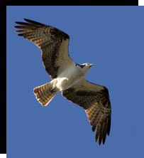 Osprey