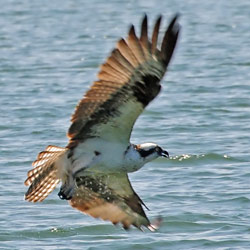 Osprey