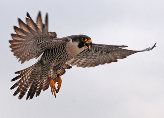 Peregrine Falcon