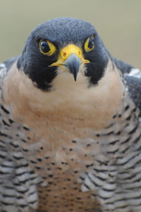 Peregrine Falcon