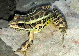 Pickerel Frog