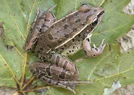 Plain's Leopard Frog