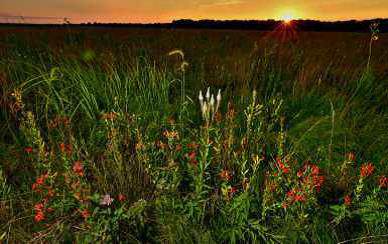 Pollinator habitat