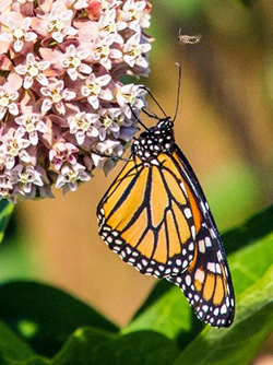 Monarch butterfly