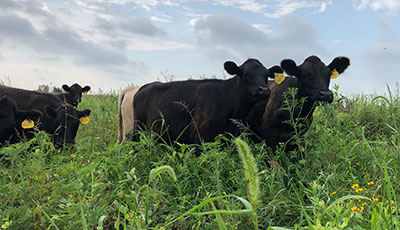 Cows in field.