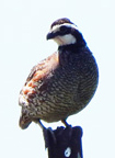 Quail