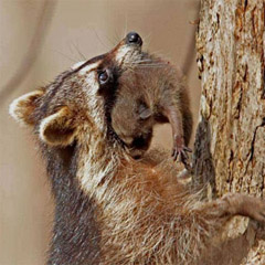 raccoon and baby