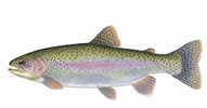 Rainbow Trout