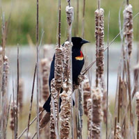 Red-winged Blackbirds