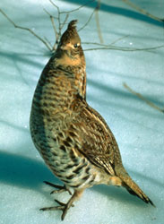 ruffed grouse